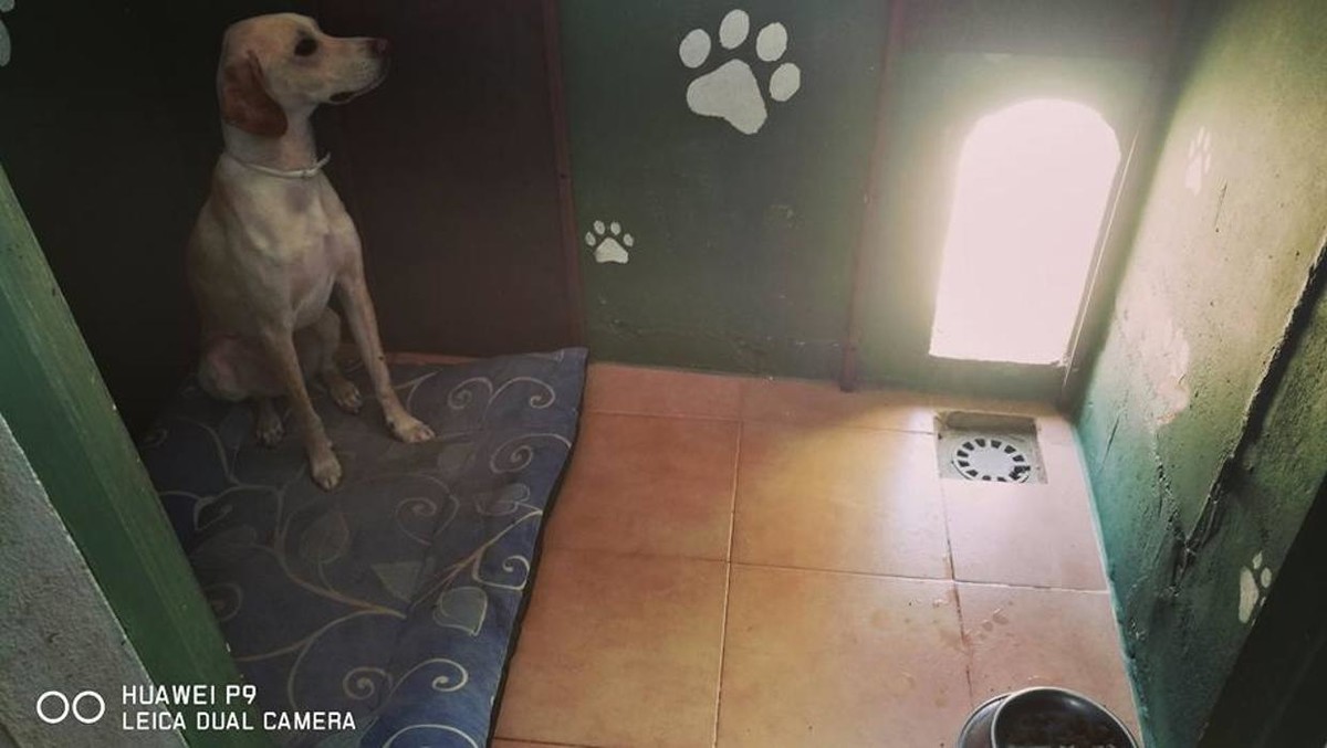 Images RESIDENCIA CANINA SORIA