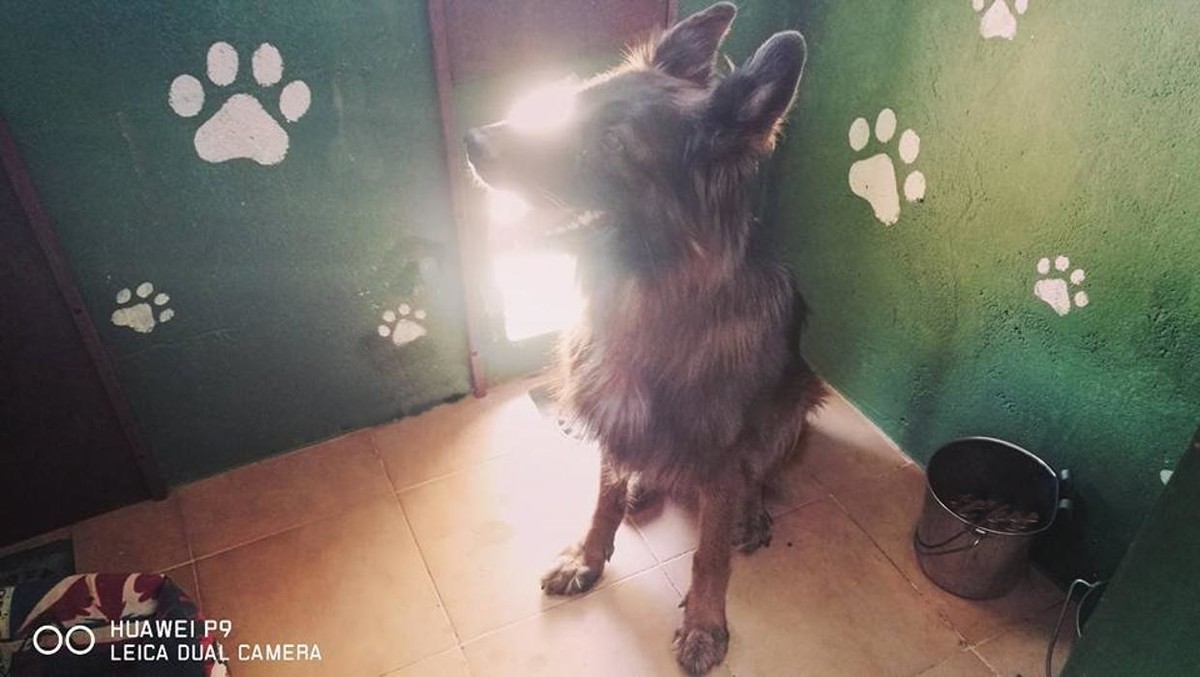 Images RESIDENCIA CANINA SORIA