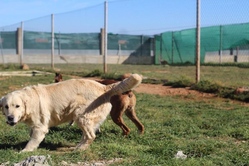 Images RESIDENCIA CANINA SORIA