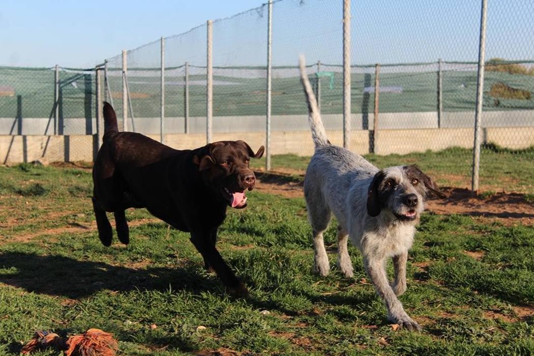 Images RESIDENCIA CANINA SORIA