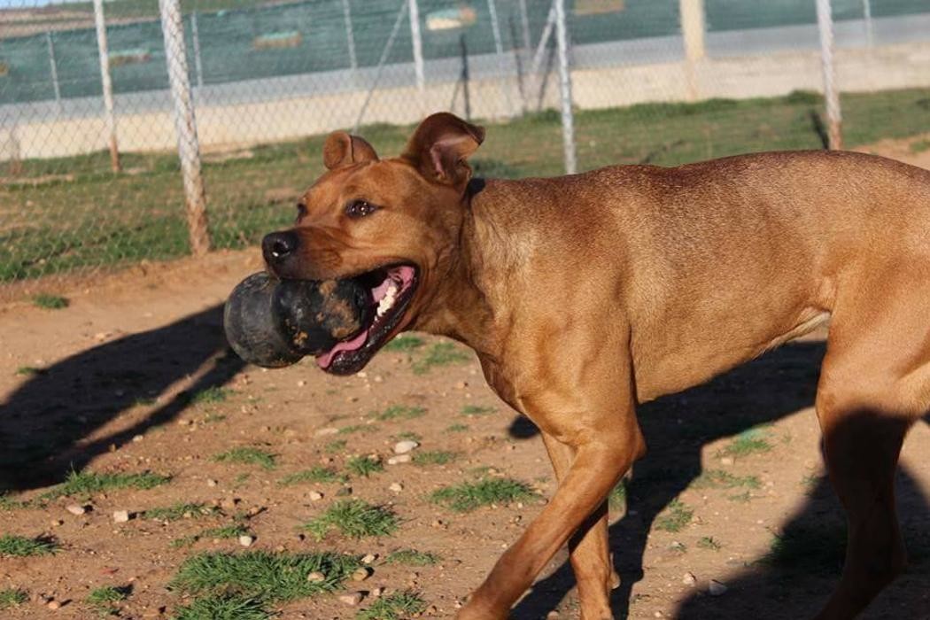 Images RESIDENCIA CANINA SORIA