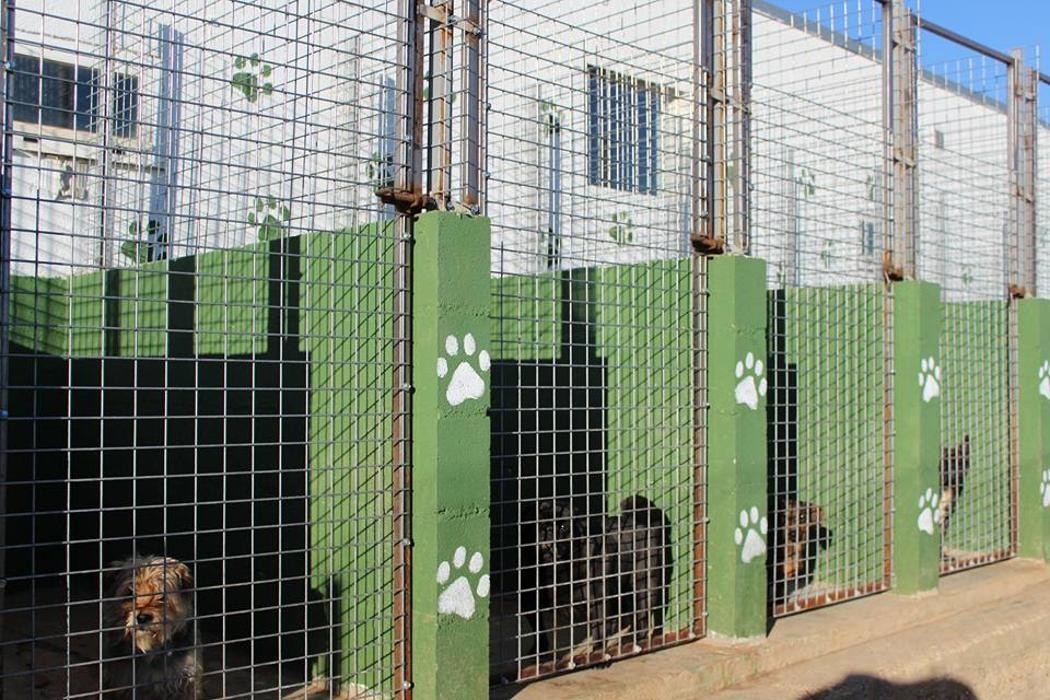 Images RESIDENCIA CANINA SORIA