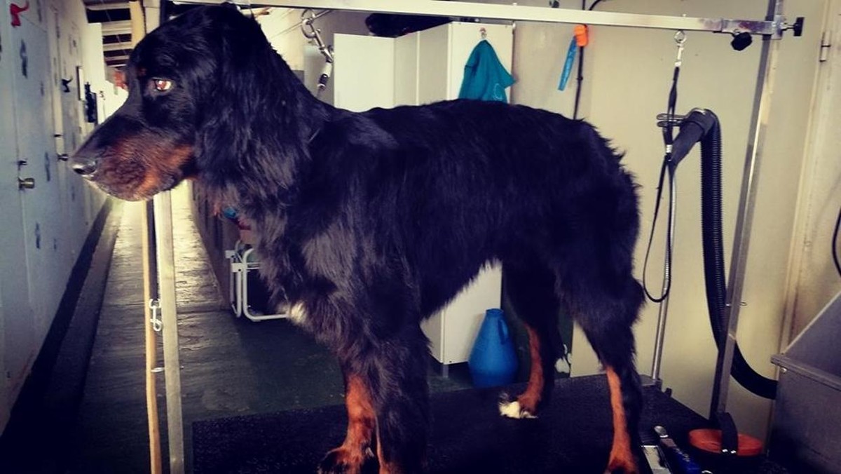 Images RESIDENCIA CANINA SORIA