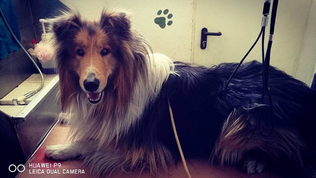 Images RESIDENCIA CANINA SORIA