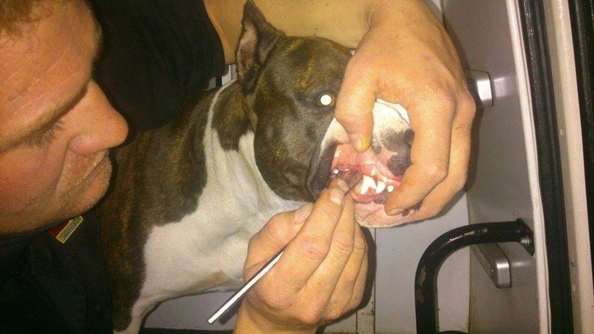 Images RESIDENCIA CANINA SORIA