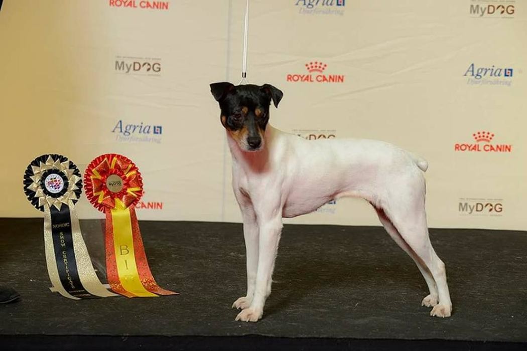 Images RESIDENCIA CANINA SORIA