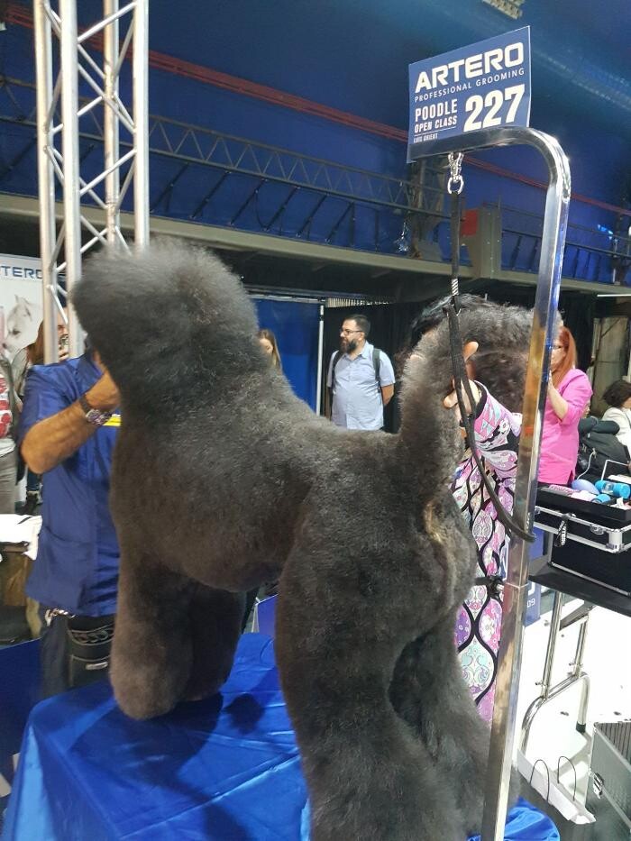 Images Academia y Peluquería Canina Sir Can