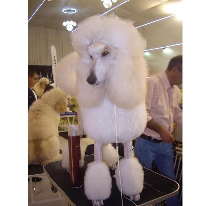 Images Academia y Peluquería Canina Sir Can