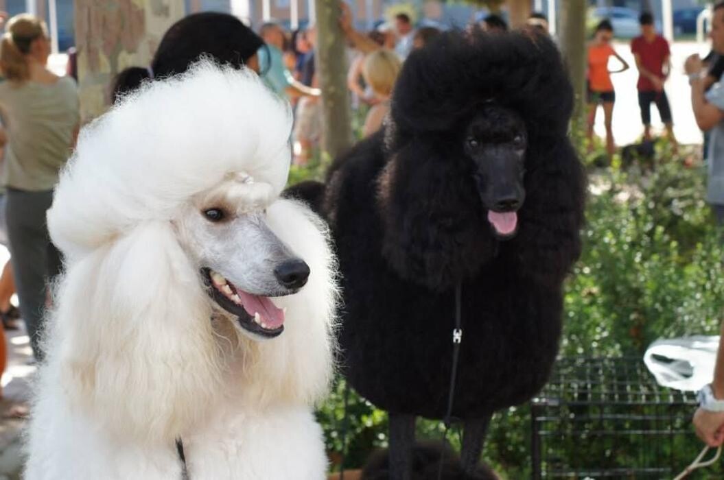 Images Academia y Peluquería Canina Sir Can