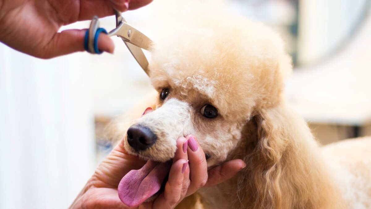 Images Academia y Peluquería Canina Sir Can