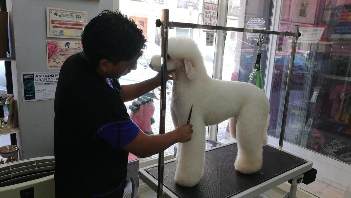 Images Academia y Peluquería Canina Sir Can