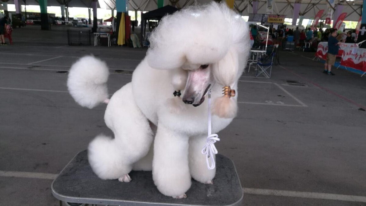 Images Academia y Peluquería Canina Sir Can