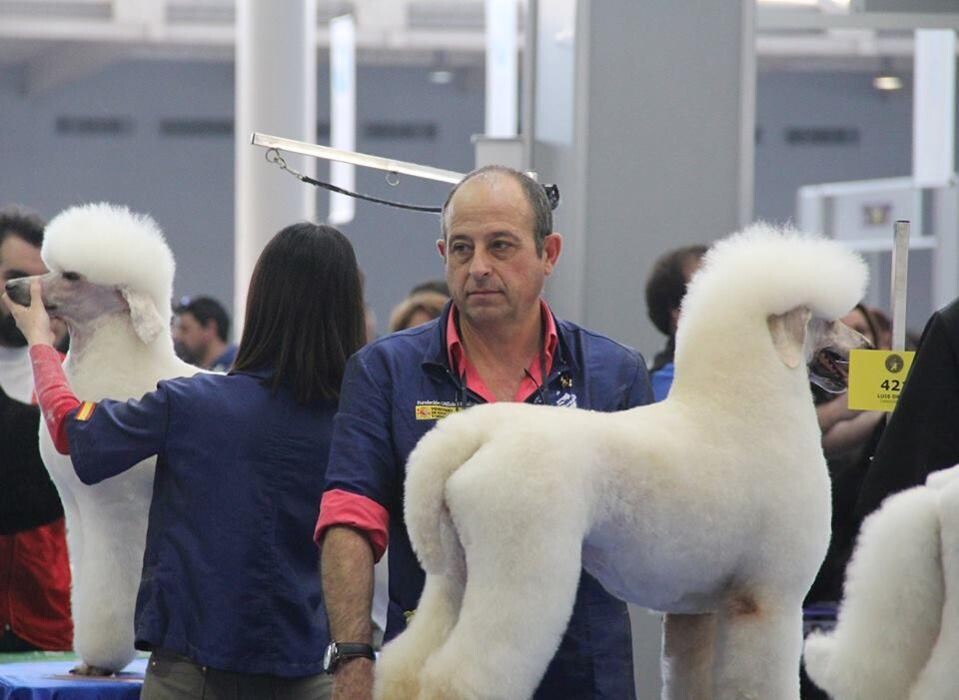Images Academia y Peluquería Canina Sir Can