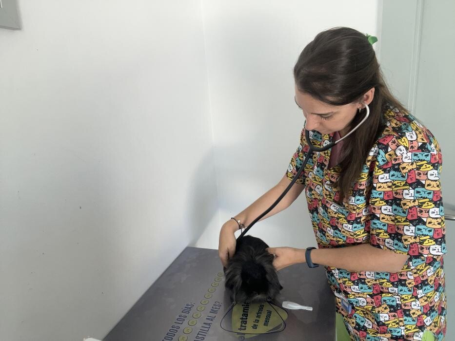 Images Clínica Veterinaria Okapi