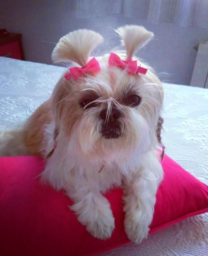 Images CLÍNICA VETERINARIA MANISES