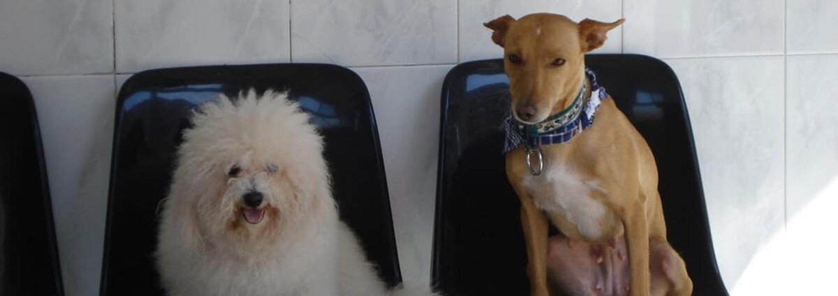 Images CLÍNICA VETERINARIA MANISES