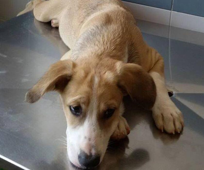 Images CLÍNICA VETERINARIA MANISES