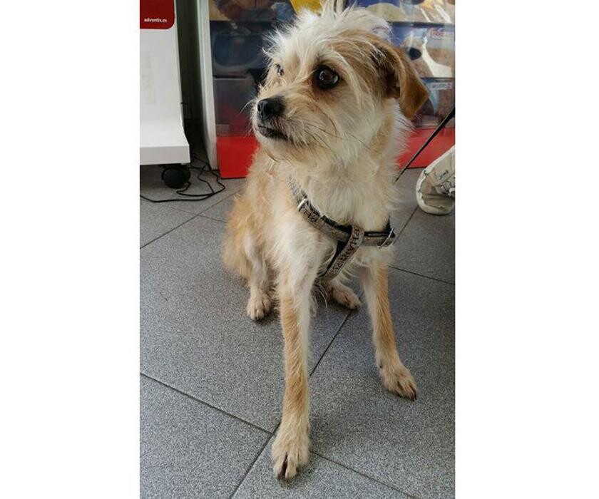 Images CLÍNICA VETERINARIA MANISES