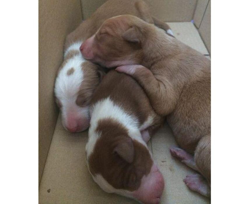 Images CLÍNICA VETERINARIA MANISES