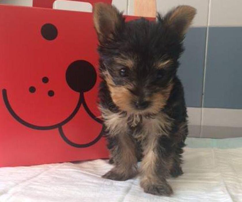 Images CLÍNICA VETERINARIA MANISES