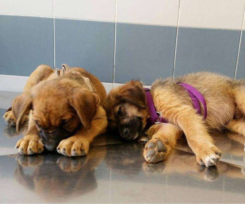 Images CLÍNICA VETERINARIA MANISES