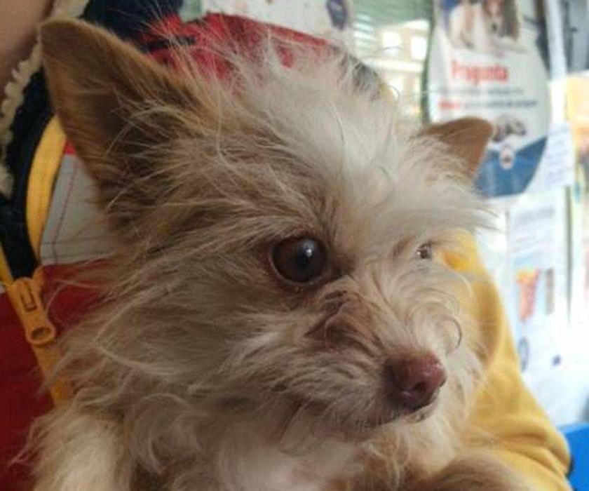 Images CLÍNICA VETERINARIA MANISES