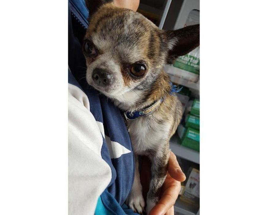 Images CLÍNICA VETERINARIA MANISES