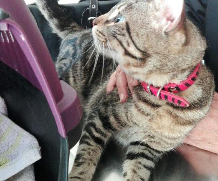 Images CLÍNICA VETERINARIA MANISES