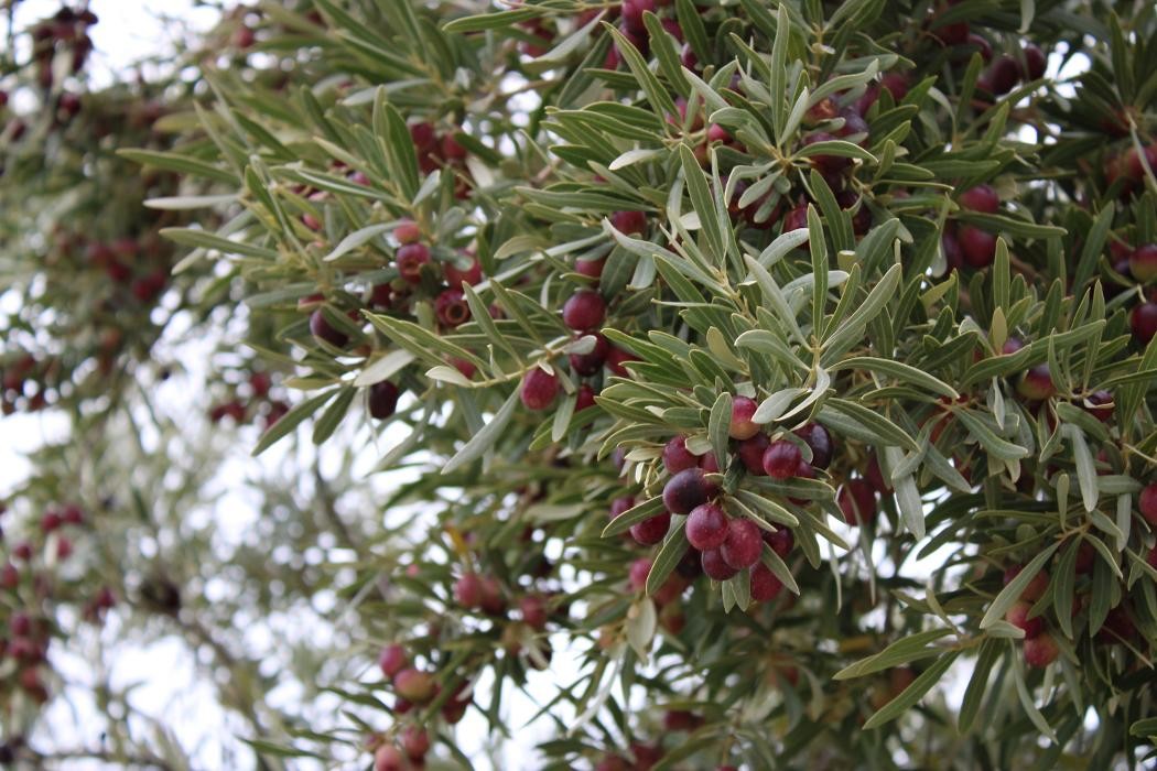 Images GESPROREFA SL.