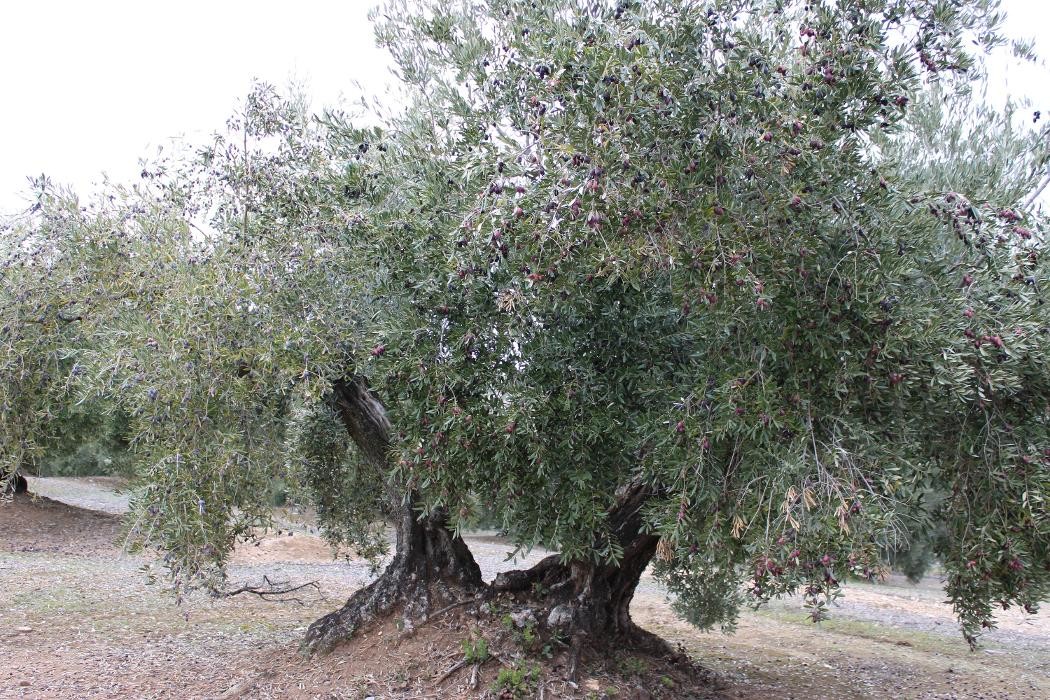 Images GESPROREFA SL.