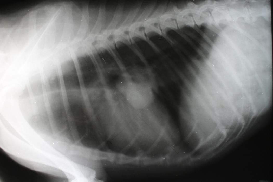 Images CLINICA VETERINARIA CHISPEROS