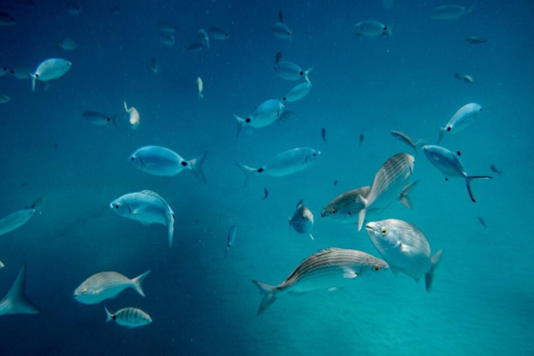 Images Ferry Isla de lobos