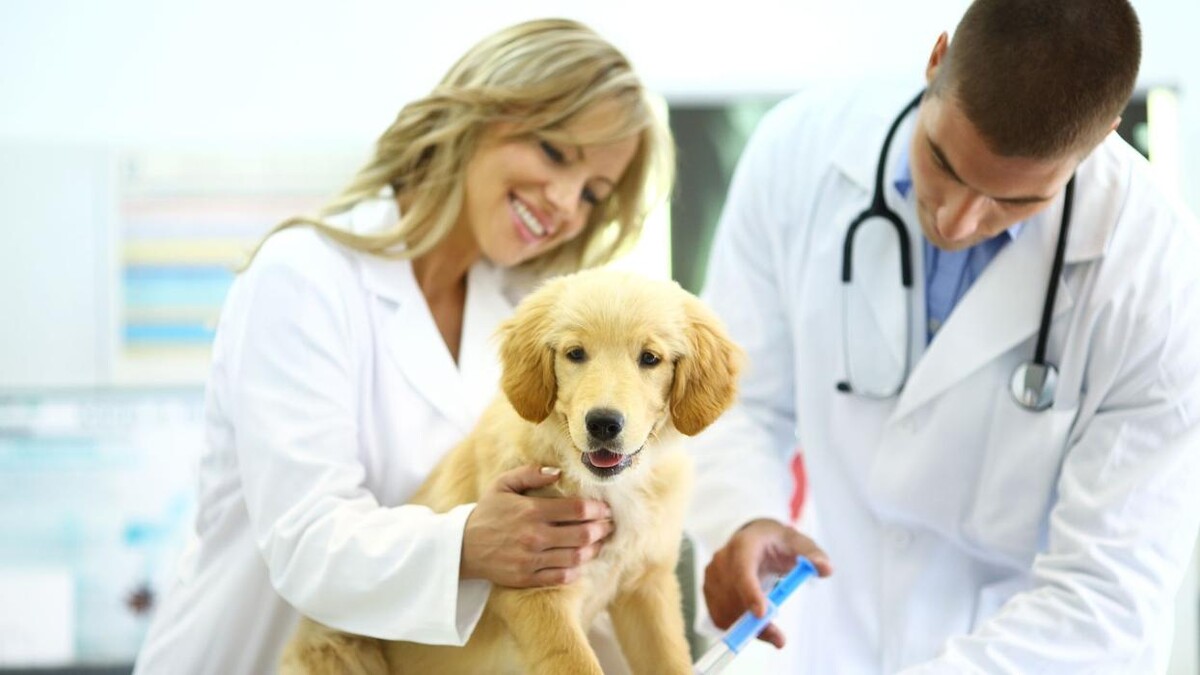 Images CLÍNICA VETERINARIA FORT PIUS