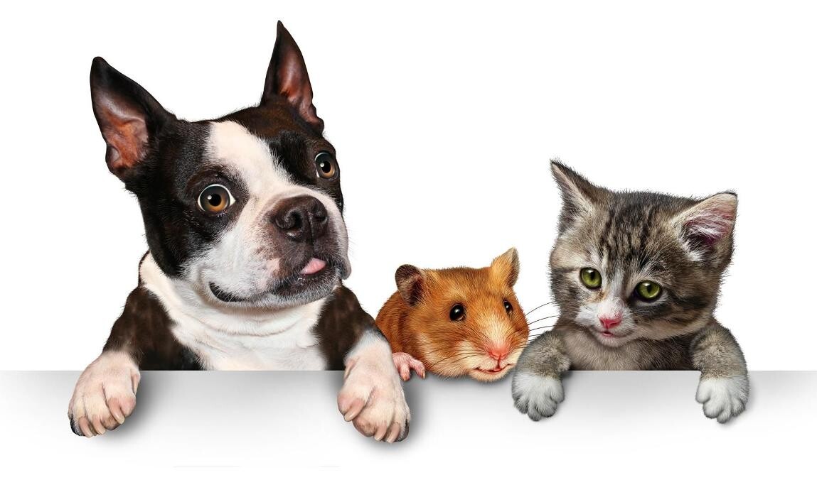 Images CLÍNICA VETERINARIA FORT PIUS