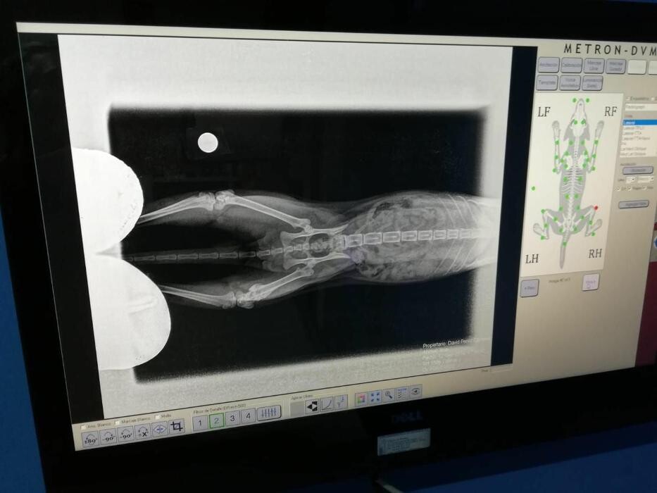 Images CLÍNICA VETERINARIA FORT PIUS