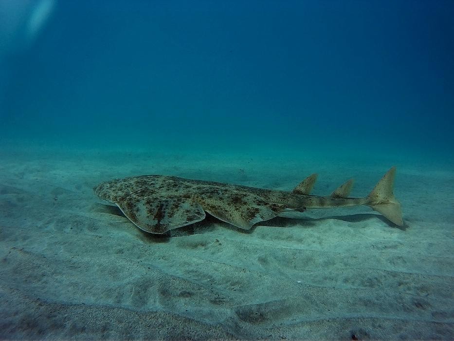 Images Fuerteventura Diving