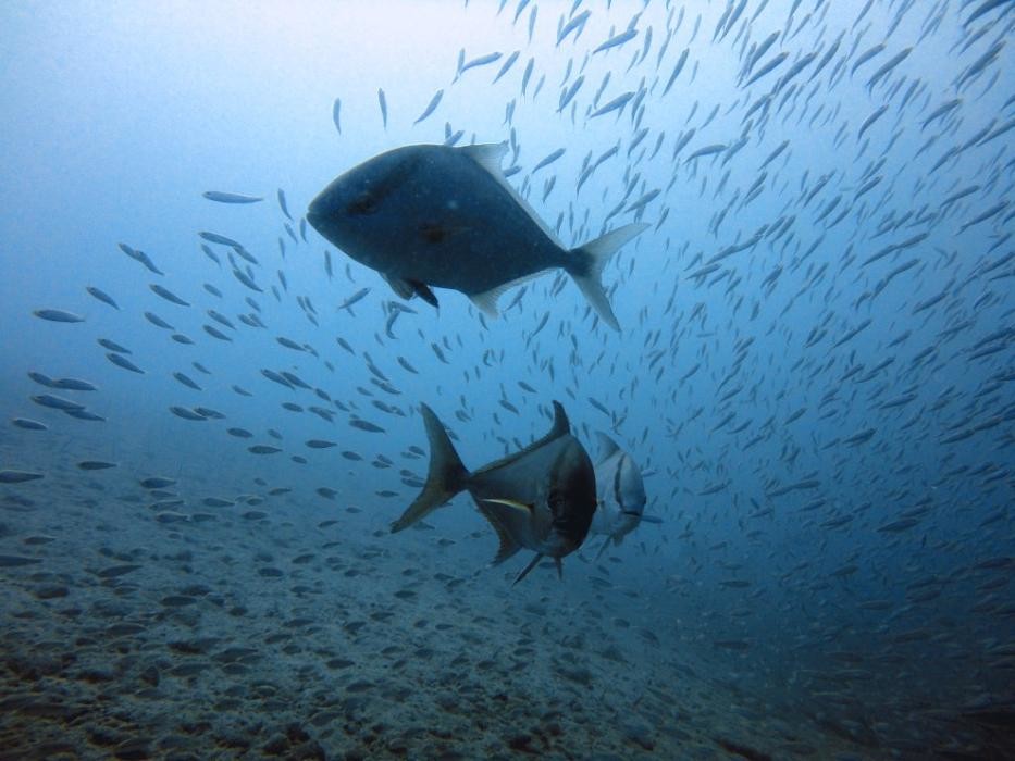Images Fuerteventura Diving