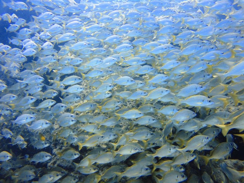 Images Fuerteventura Diving