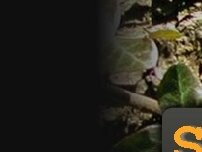 Website Screenshot Simetsa