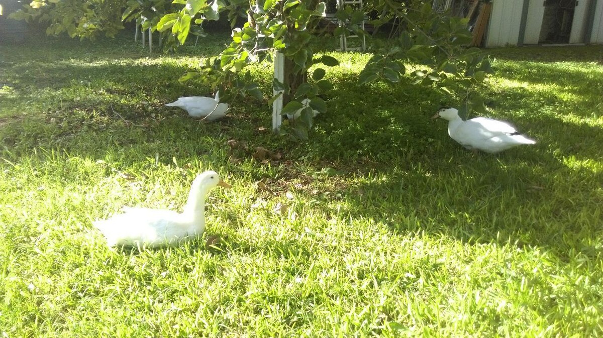 Images Bosque Escuela Cuna Espartinas