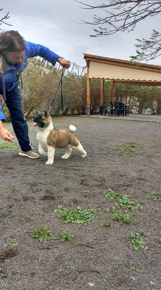 Images Residencia canina Tarazona