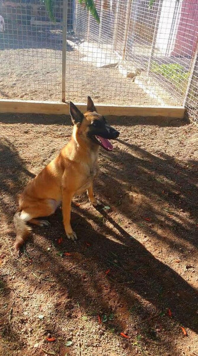 Images Residencia canina Tarazona