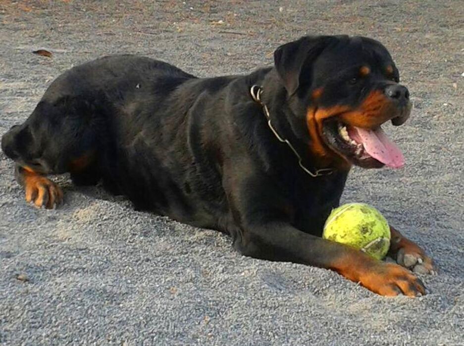 Images Residencia canina Tarazona