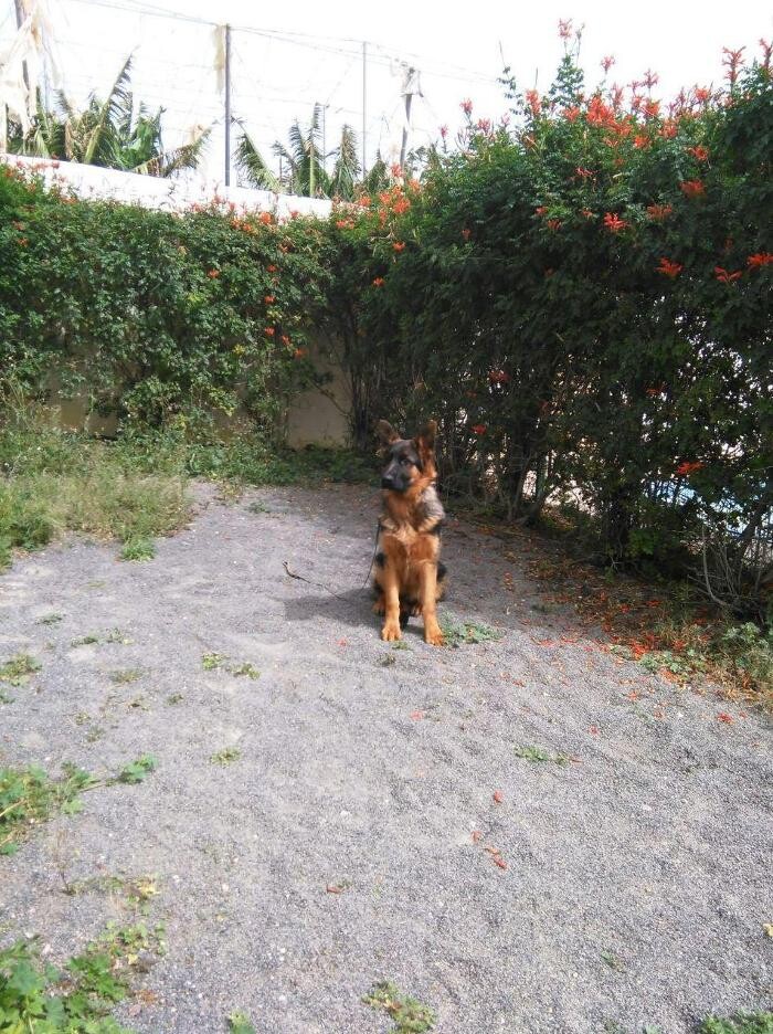Images Residencia canina Tarazona
