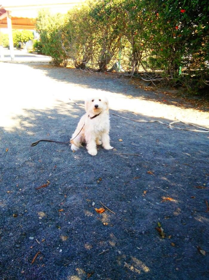 Images Residencia canina Tarazona