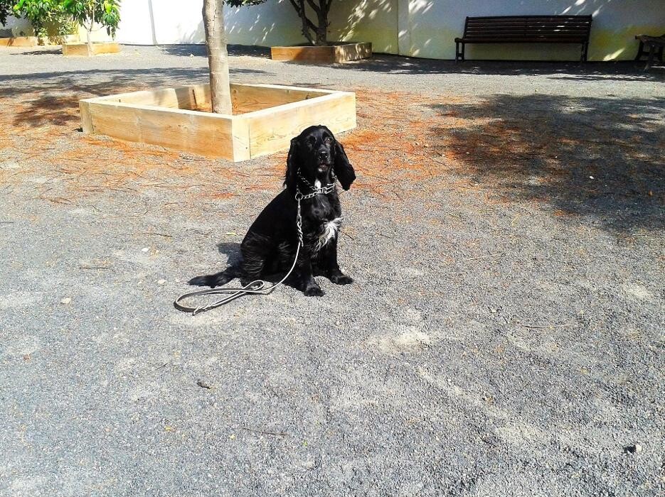 Images Residencia canina Tarazona