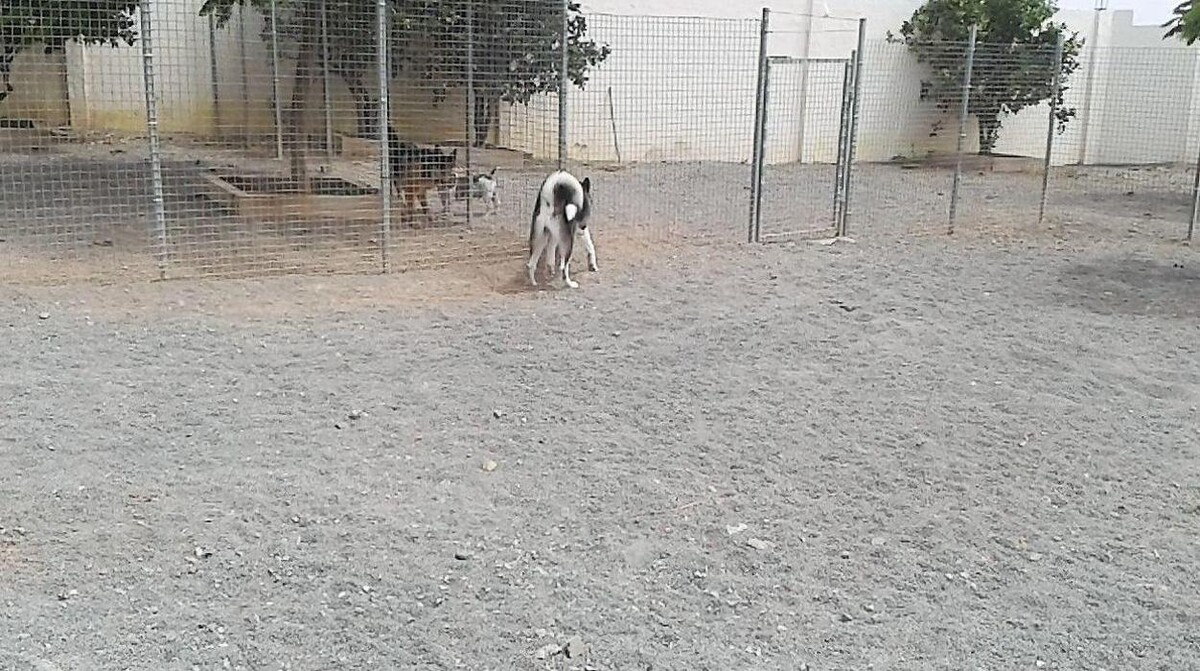 Images Residencia canina Tarazona