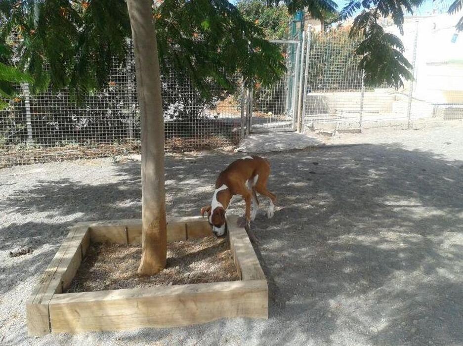 Images Residencia canina Tarazona