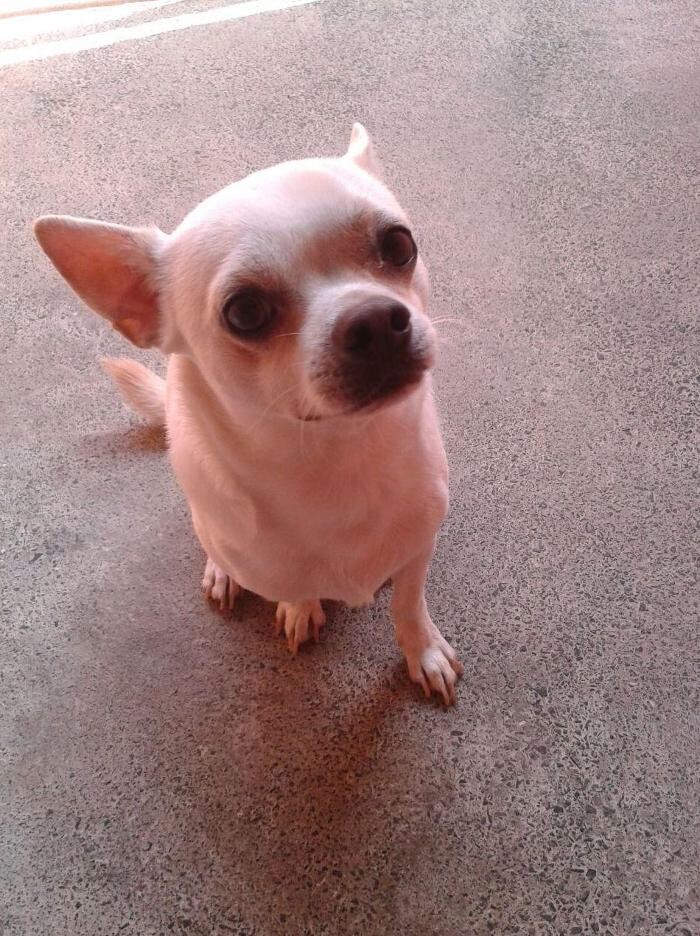 Images Residencia canina Tarazona