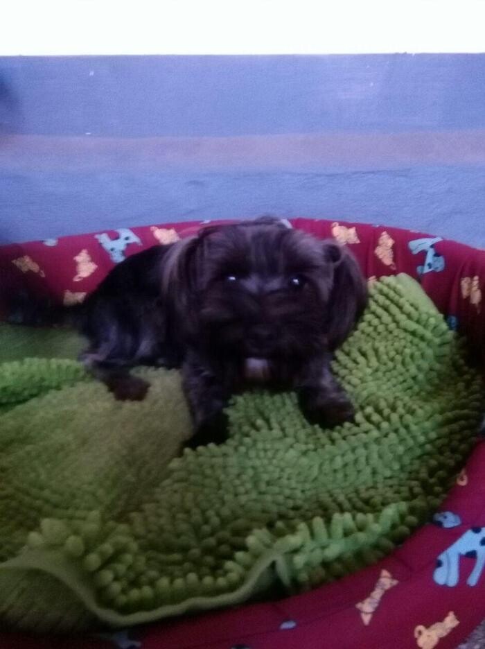 Images Residencia canina Tarazona